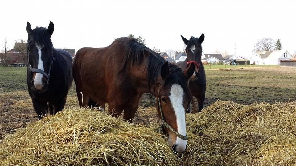 Shire husbjerg sleipner billede 3