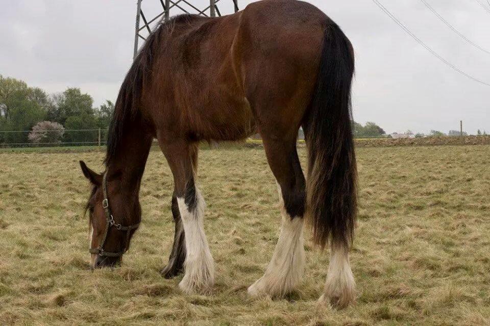 Shire husbjerg sleipner billede 4