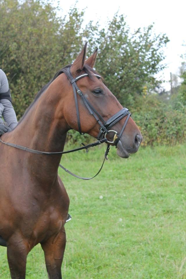 Anden særlig race Rapsodia - Få timer tilbage med Rapse-pigen  billede 29