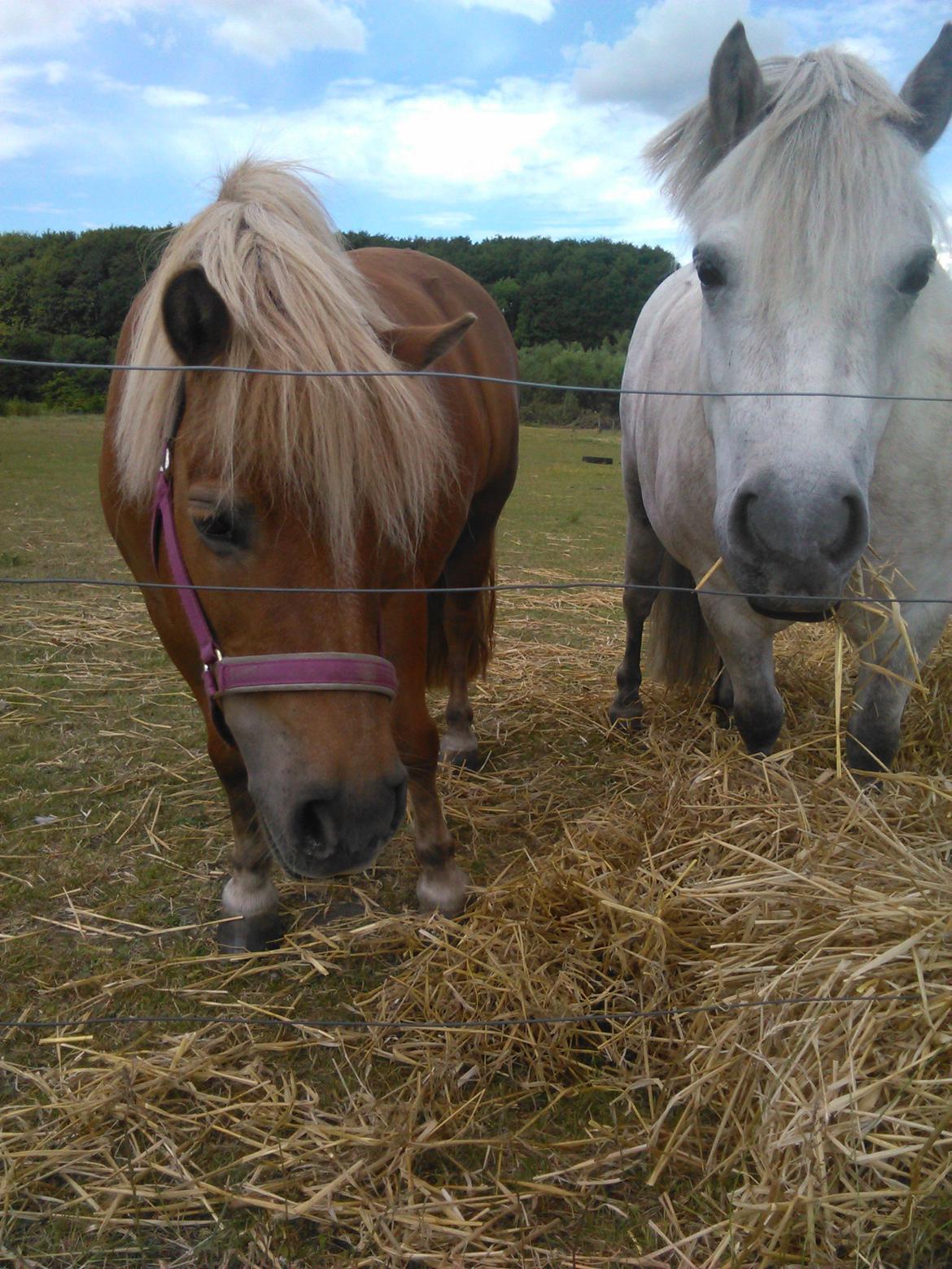 Anden særlig race Silas billede 14