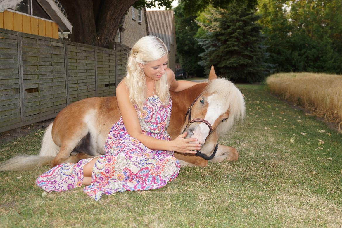 Shetlænder Bambus billede 11