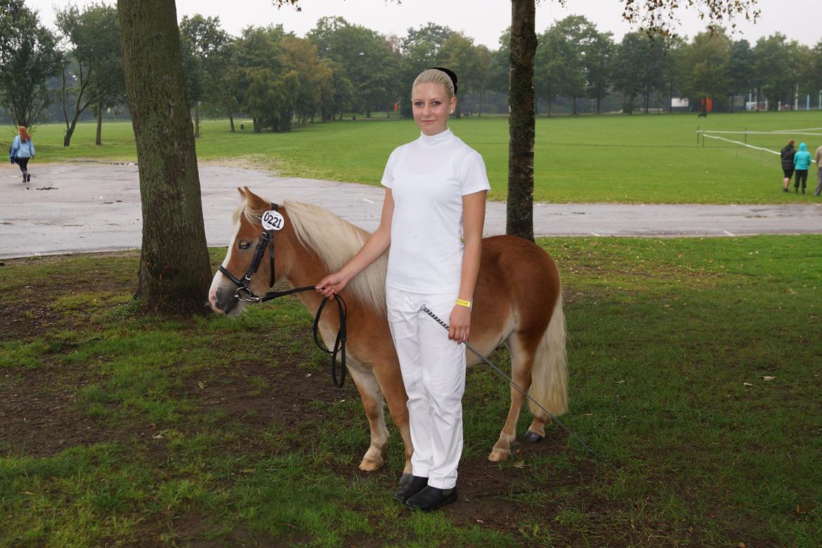 Shetlænder Bambus billede 15