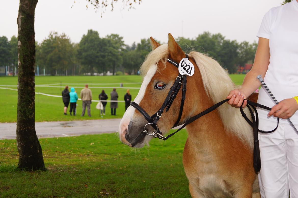 Shetlænder Bambus billede 16