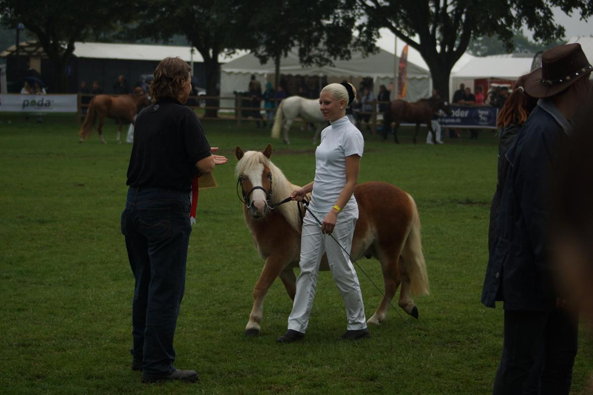 Shetlænder Bambus billede 17