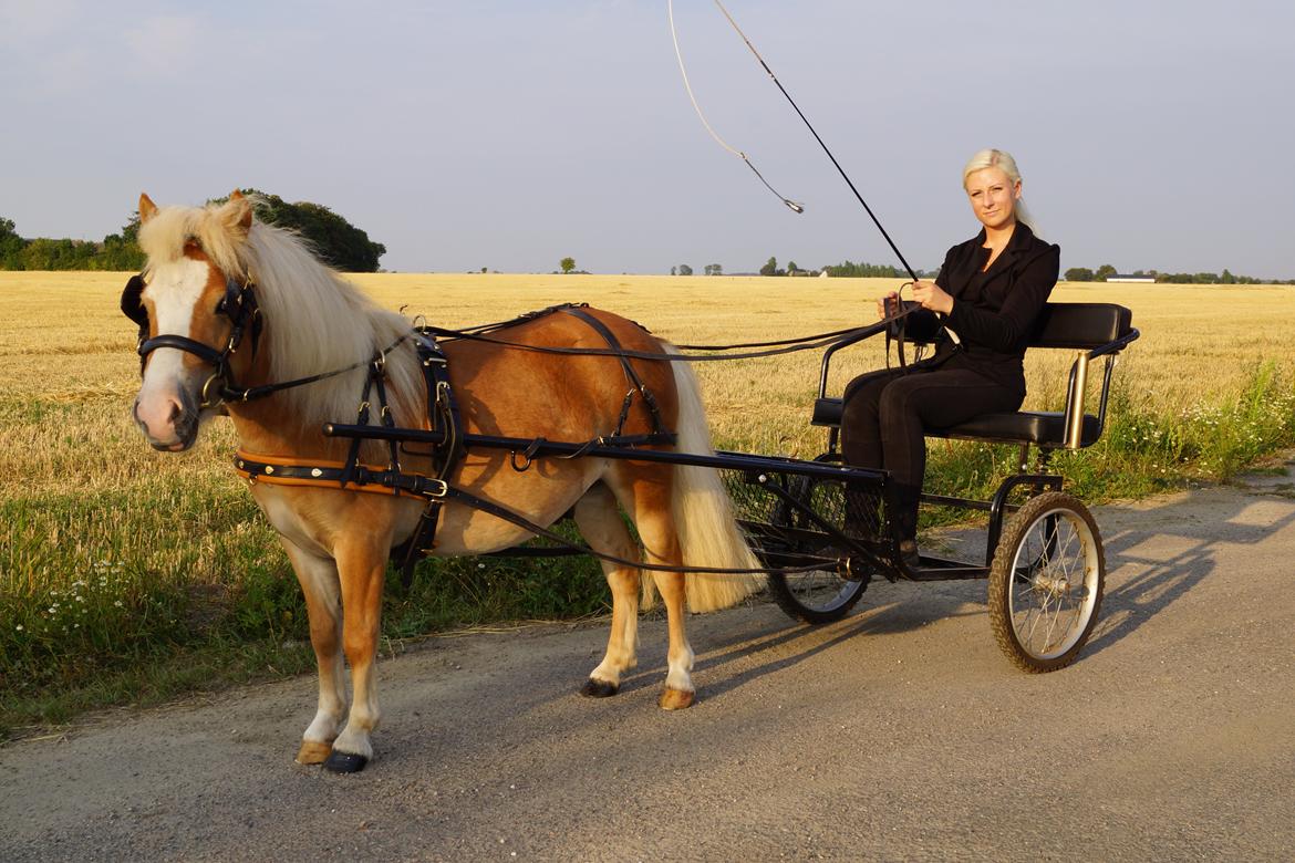 Shetlænder Bambus billede 18