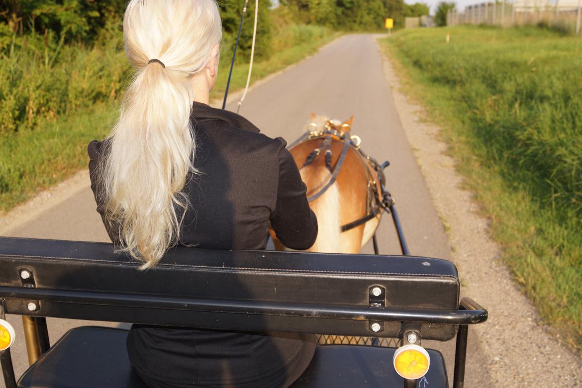 Shetlænder Bambus billede 20