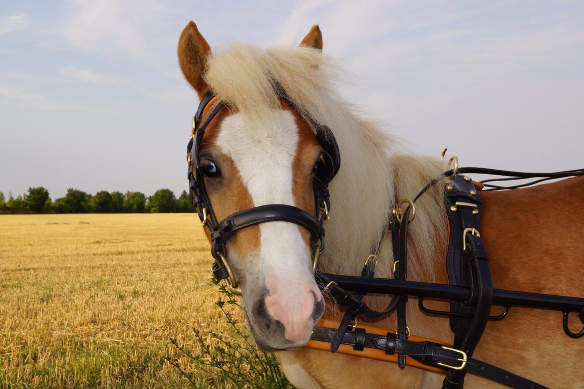 Shetlænder Bambus billede 19