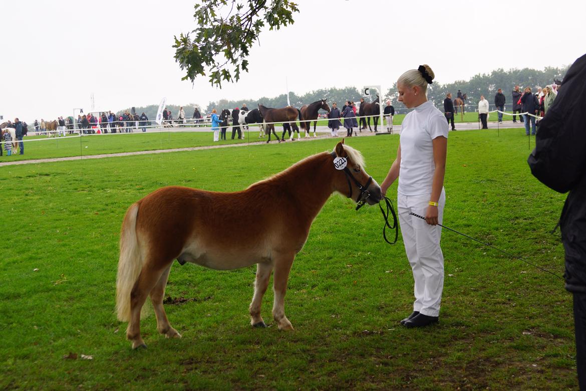 Shetlænder Bambus billede 14