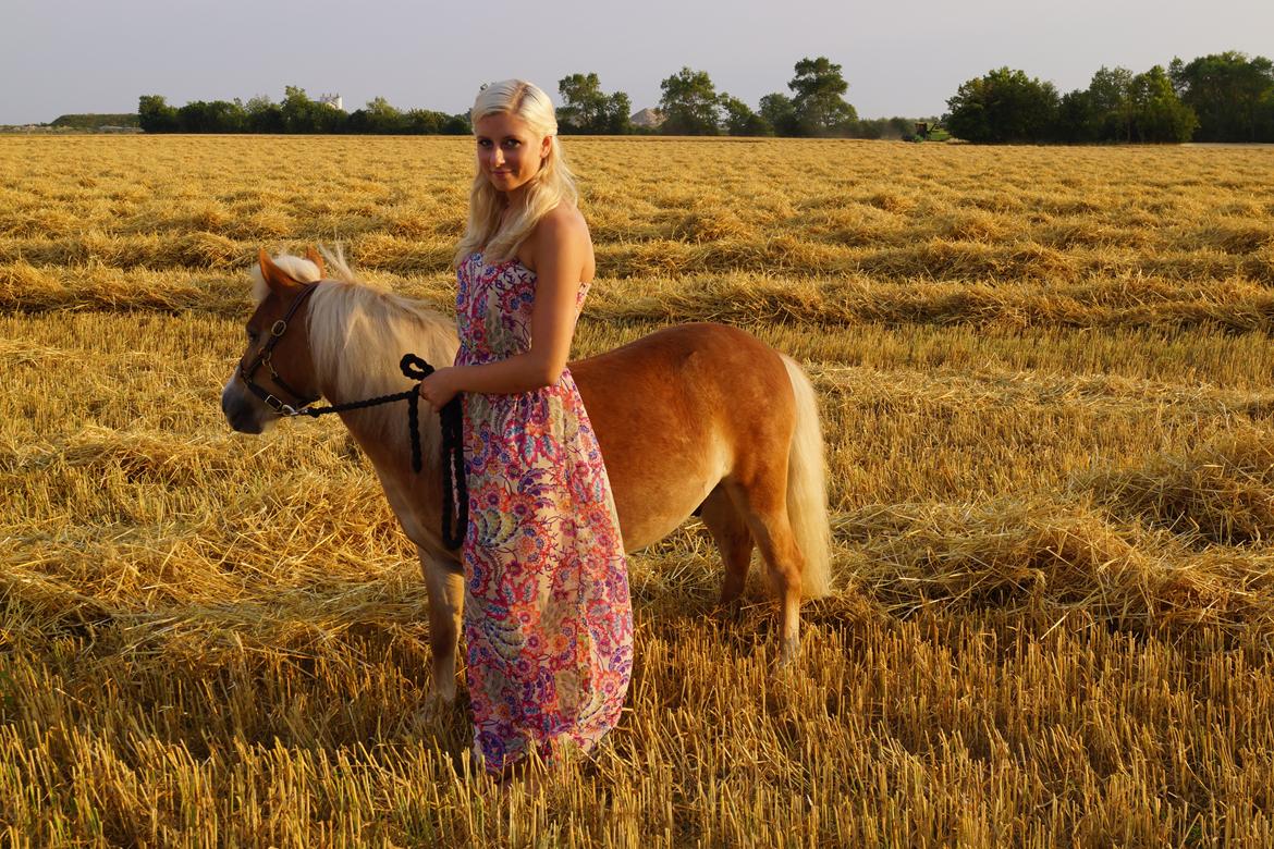 Shetlænder Bambus billede 10
