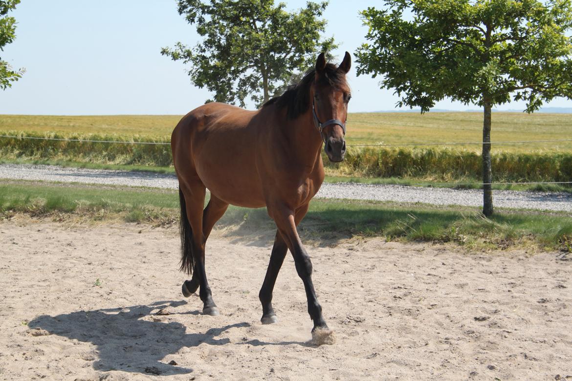 Dansk Varmblod Hedegårdens Nipa billede 14