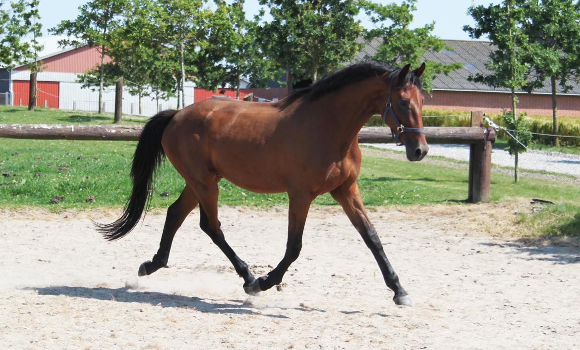 Dansk Varmblod Hedegårdens Nipa billede 2