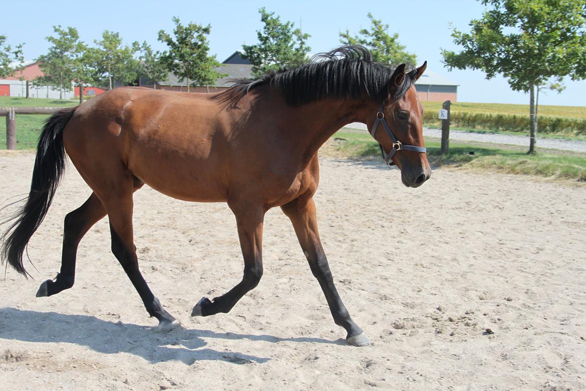Dansk Varmblod Hedegårdens Nipa billede 10