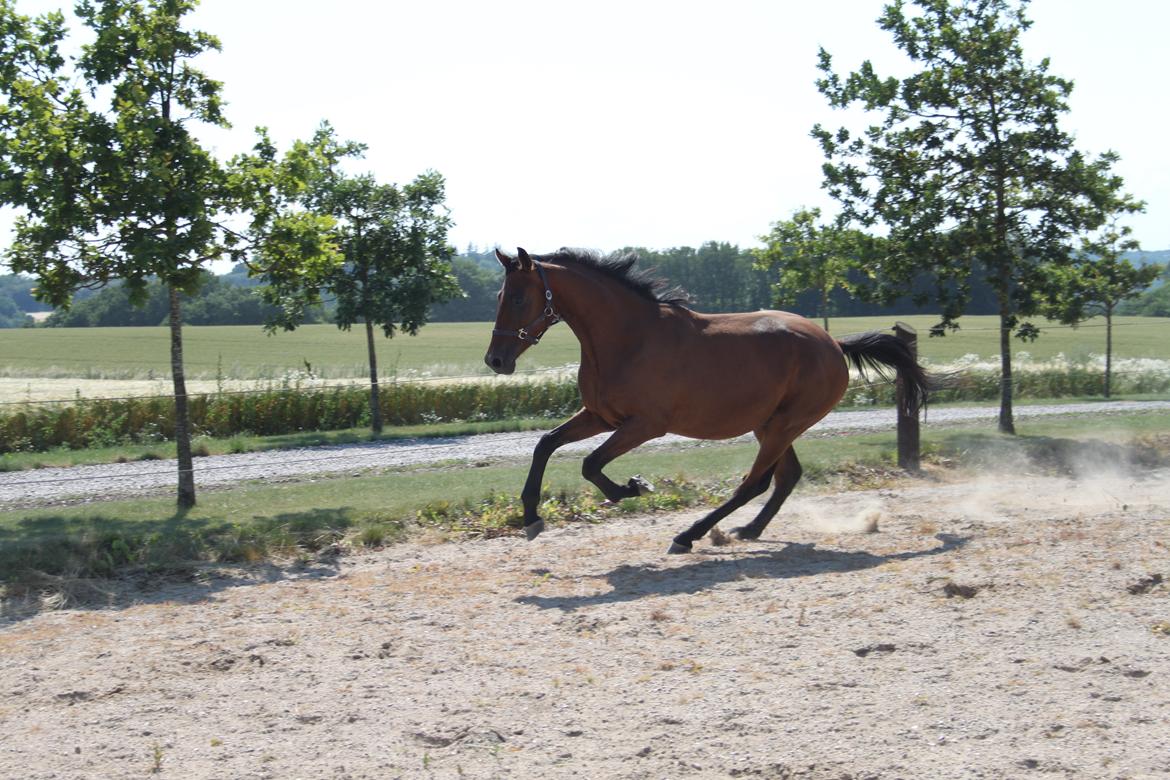 Dansk Varmblod Hedegårdens Nipa billede 5