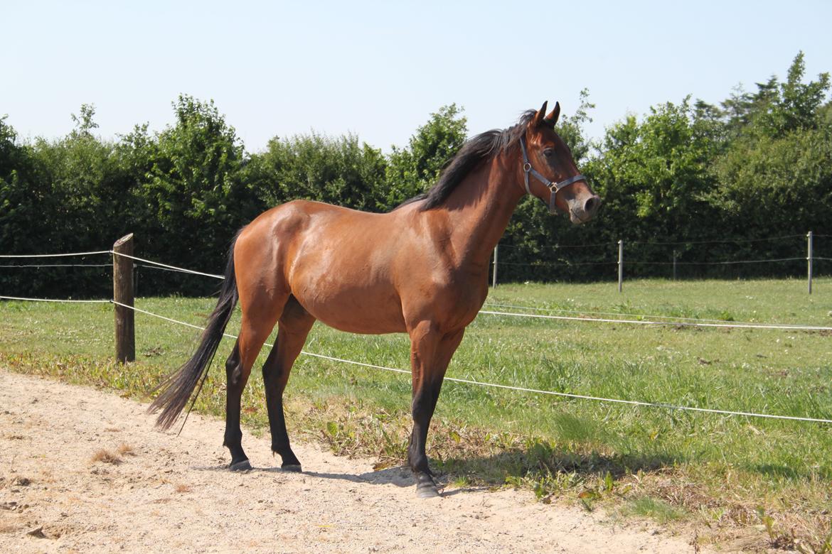 Dansk Varmblod Hedegårdens Nipa billede 1