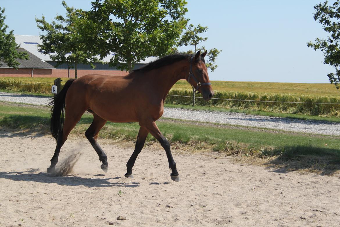 Dansk Varmblod Hedegårdens Nipa billede 9