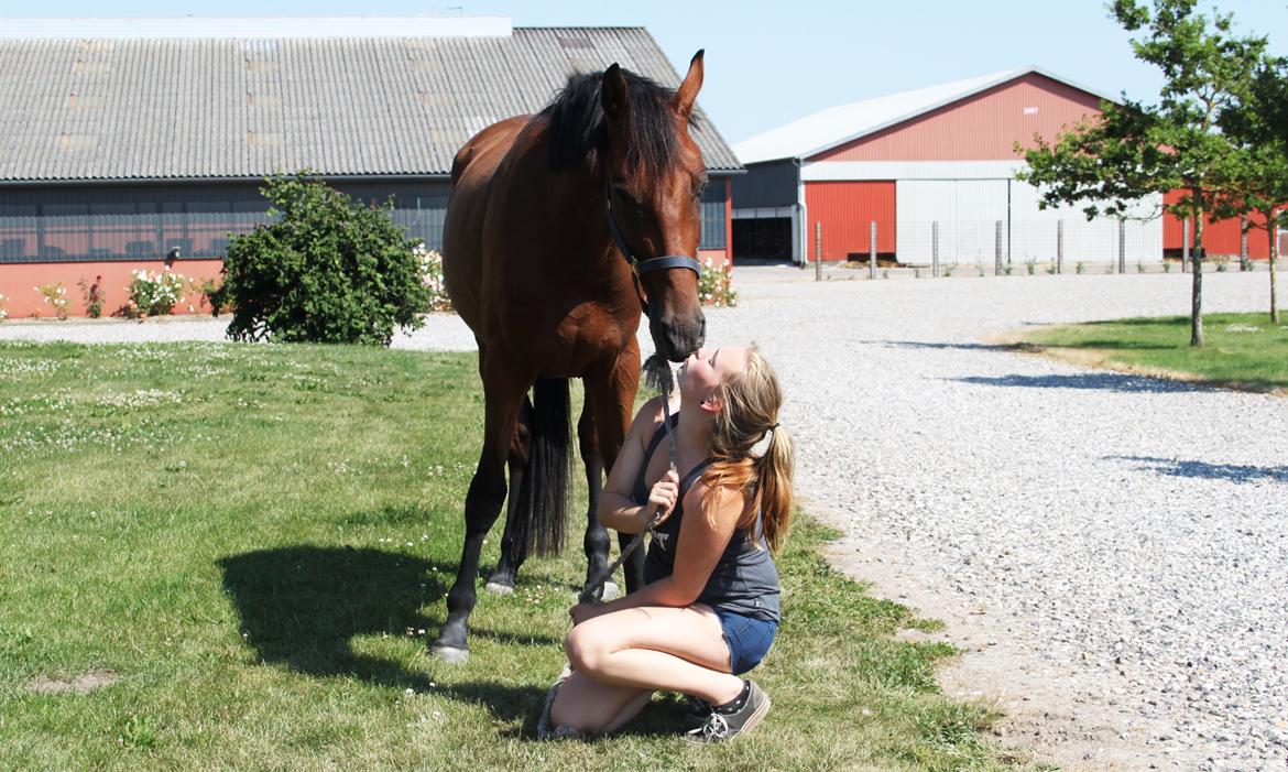 Dansk Varmblod Hedegårdens Nipa billede 12