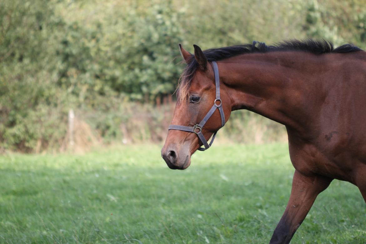 Dansk Varmblod Hedegårdens Nipa billede 16