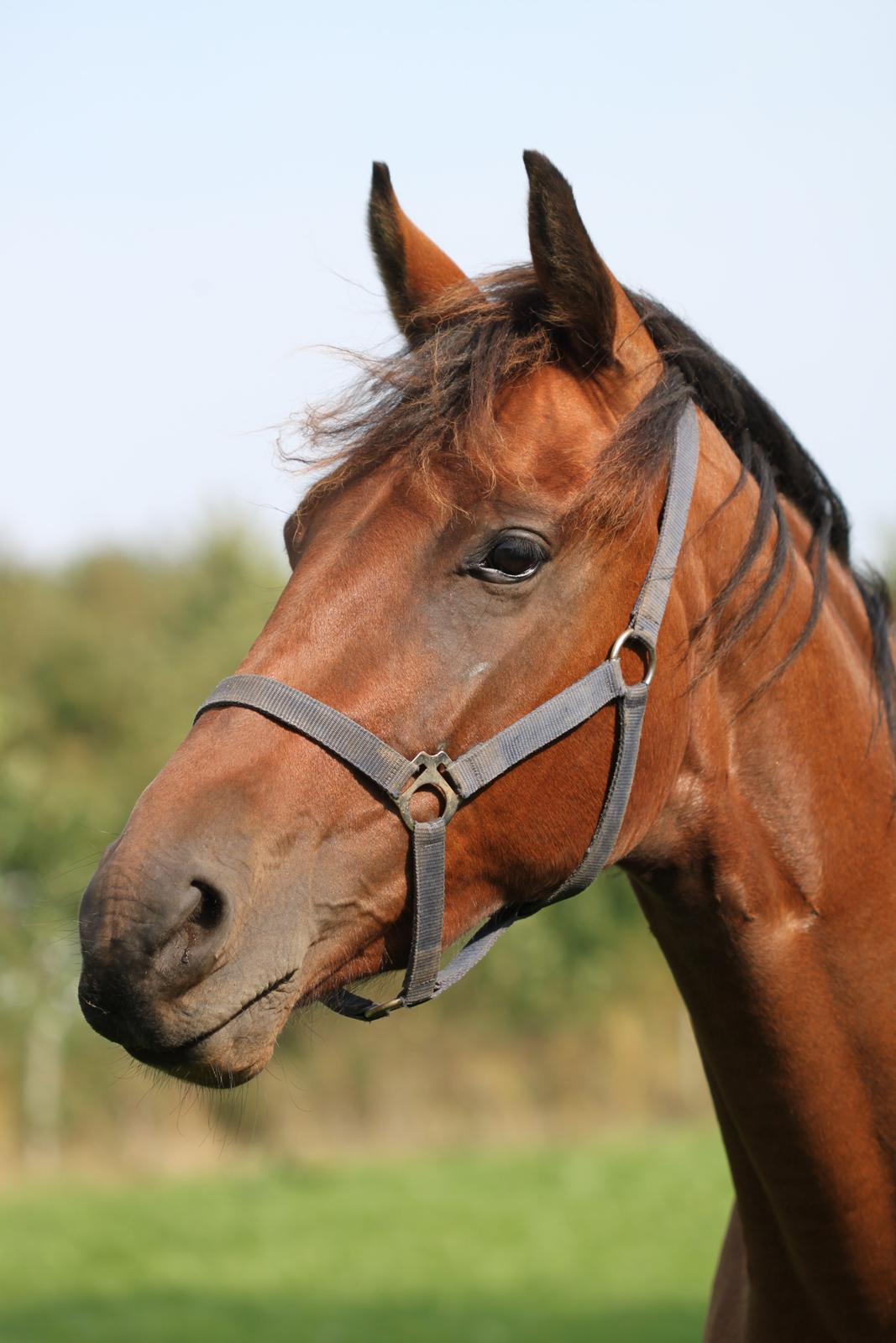 Dansk Varmblod Hedegårdens Nipa billede 15