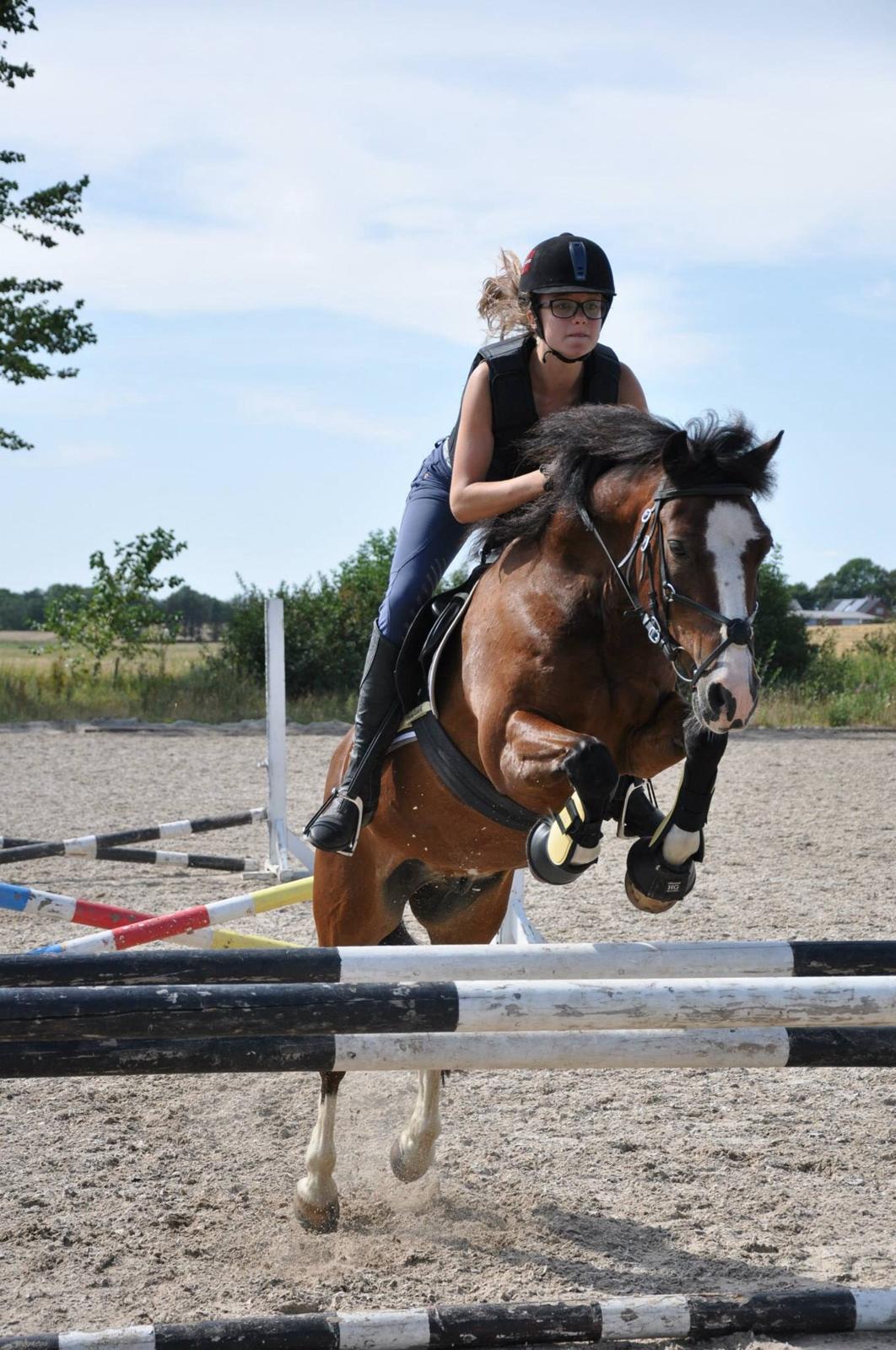 Welsh Cob (sec D) Rytterbjergets Nico billede 7