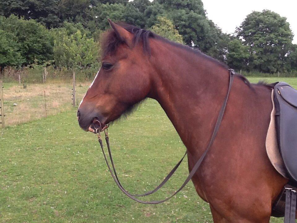 Welsh Cob (sec D) Rytterbjergets Nico billede 8