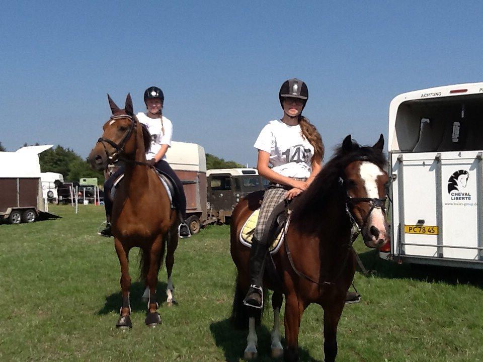 Welsh Cob (sec D) Rytterbjergets Nico billede 9