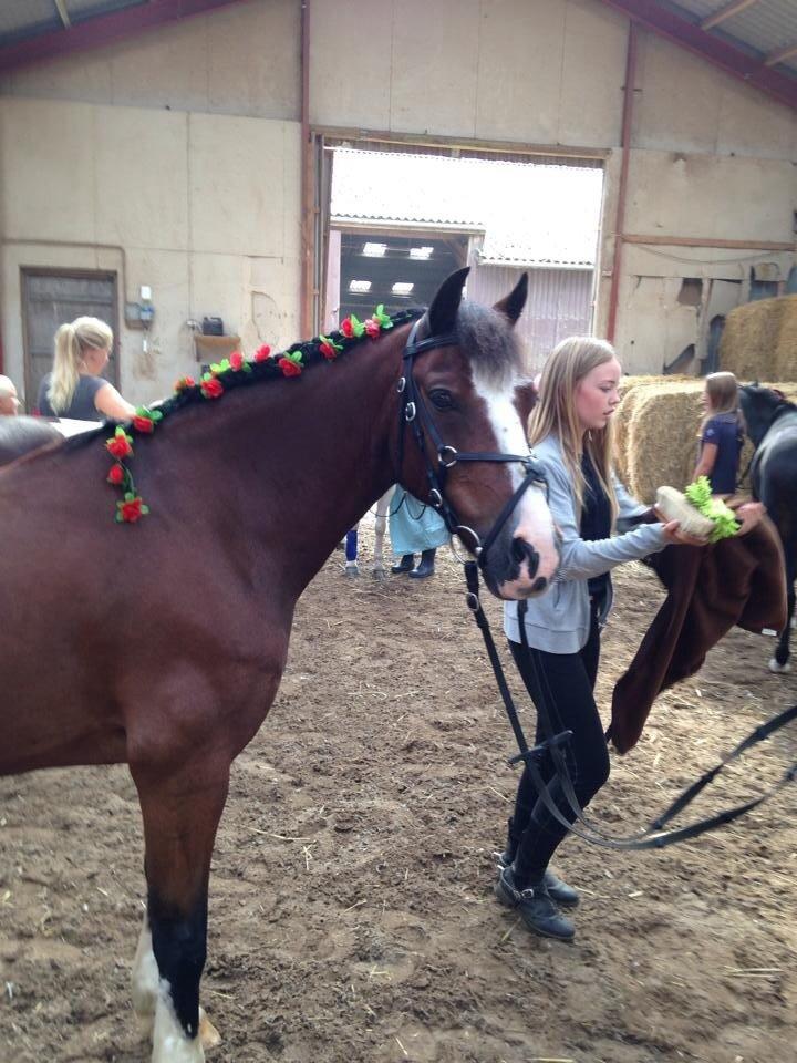 Welsh Cob (sec D) Rytterbjergets Nico billede 10