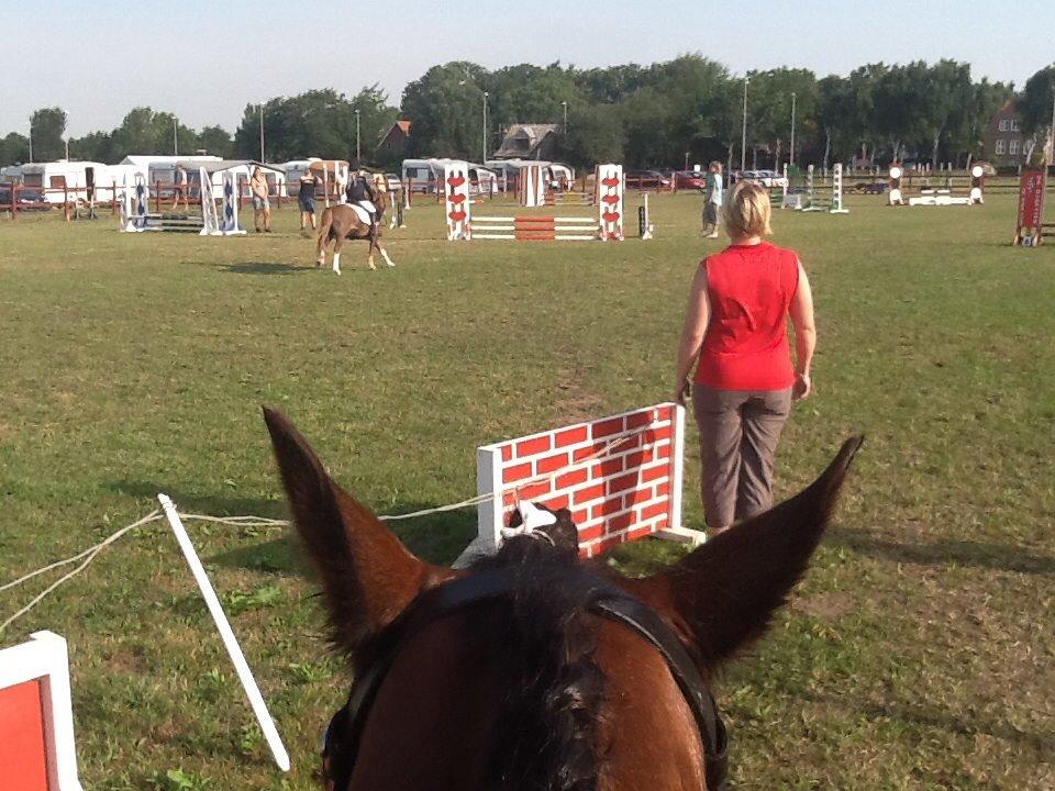 Welsh Cob (sec D) Rytterbjergets Nico billede 14