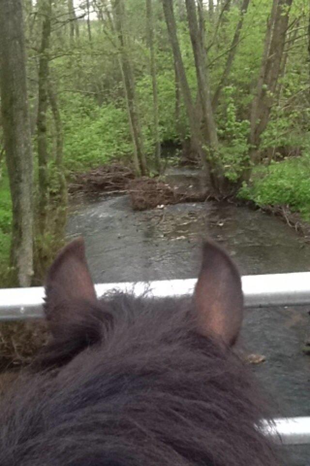 Welsh Cob (sec D) Rytterbjergets Nico billede 15