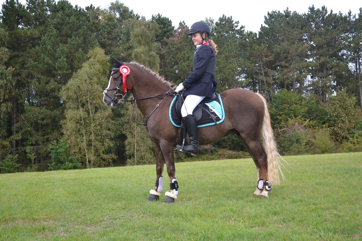 Welsh Pony af Cob-type (sec C) Møllebos Laval - Prinsen over alle prinser billede 10