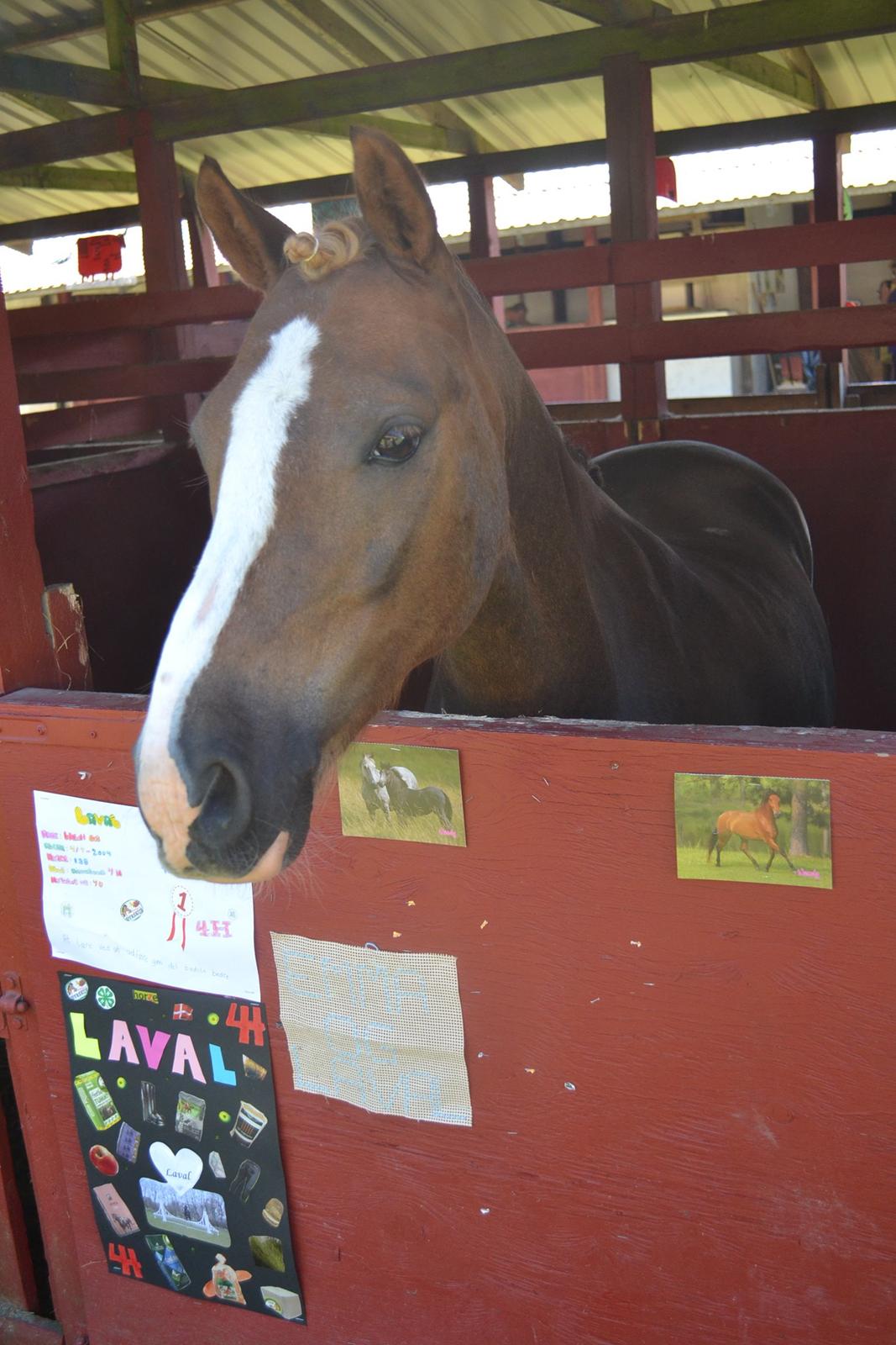Welsh Pony af Cob-type (sec C) Møllebos Laval - Laval da vi var på roskilde dyrskue 2013 i 4H :) billede 14
