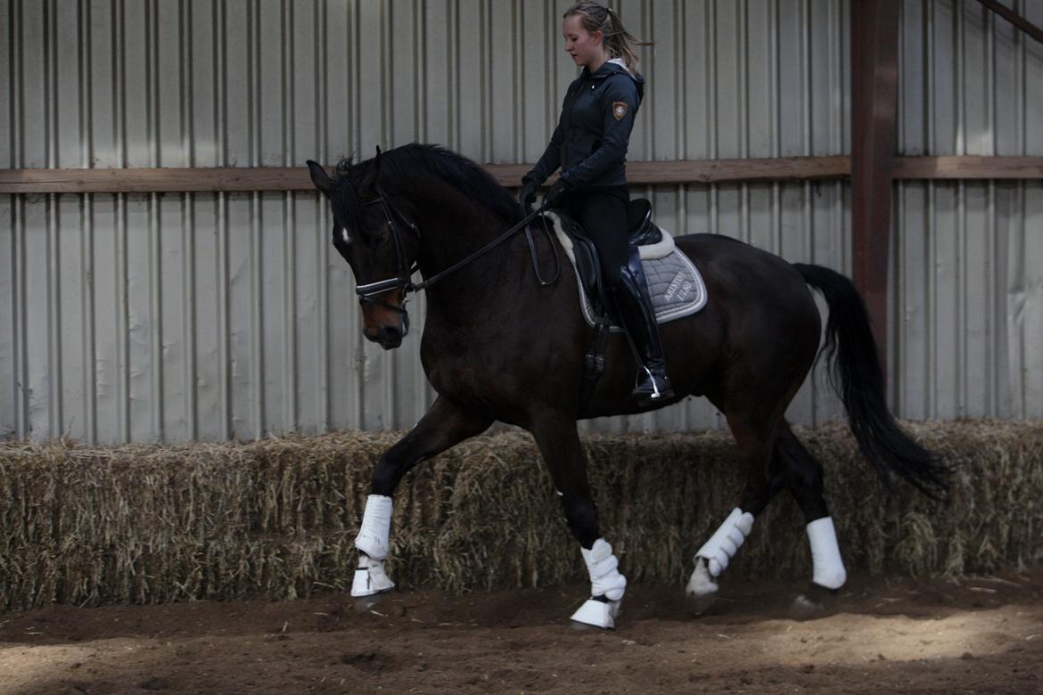 Dansk Varmblod Landino billede 16