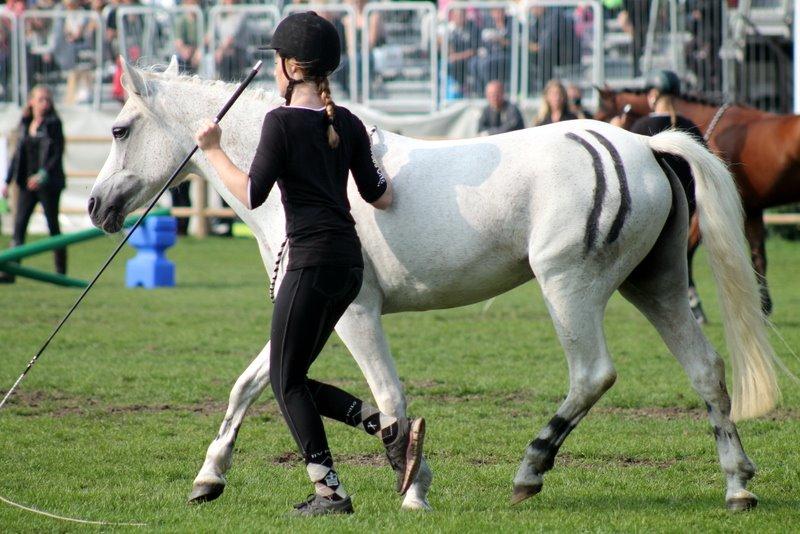 Anden særlig race Raija l Soulmate l <3 - 49 ♥ - Den aller sødeste og mest eksemplariske lille pony at have med! ♥ [ Foto: Annso ] ♥ 7. september 2014 billede 49