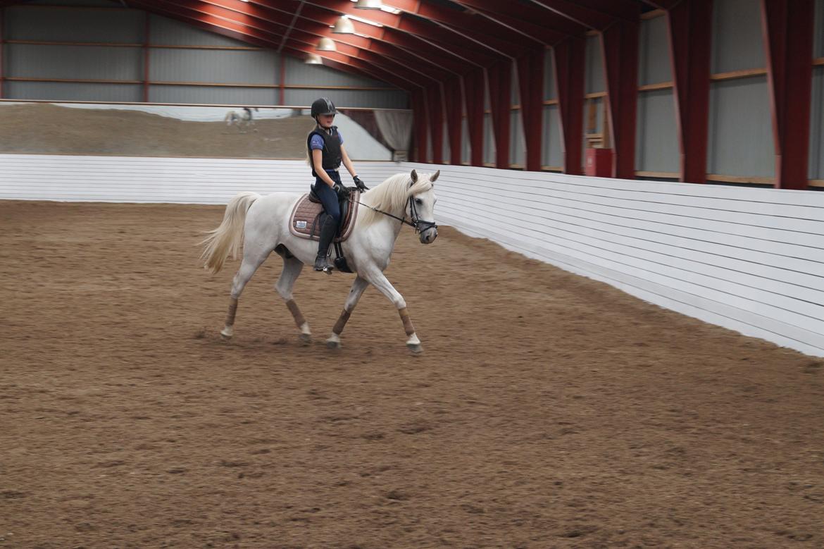 Anden særlig race Turgon billede 44