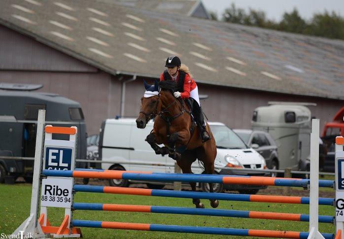 Hollandsk Varmblod Quiben Z - Vinder LB* i Sdr. hygum, her i omspringning billede 8