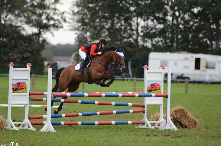 Hollandsk Varmblod Quiben Z - LB** Sdr. hygum billede 7