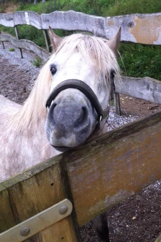 Anden særlig race Silas billede 15