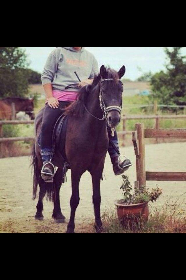 Islænder Draupnir fra Lykkegård *udlånt* billede 25