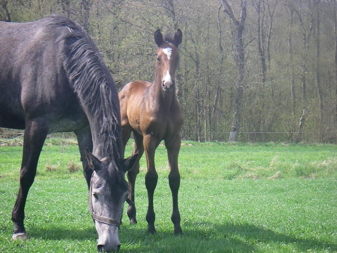 Dansk Varmblod Lotus Esprit W *SOLGT* - Tusse som baby <3 billede 49