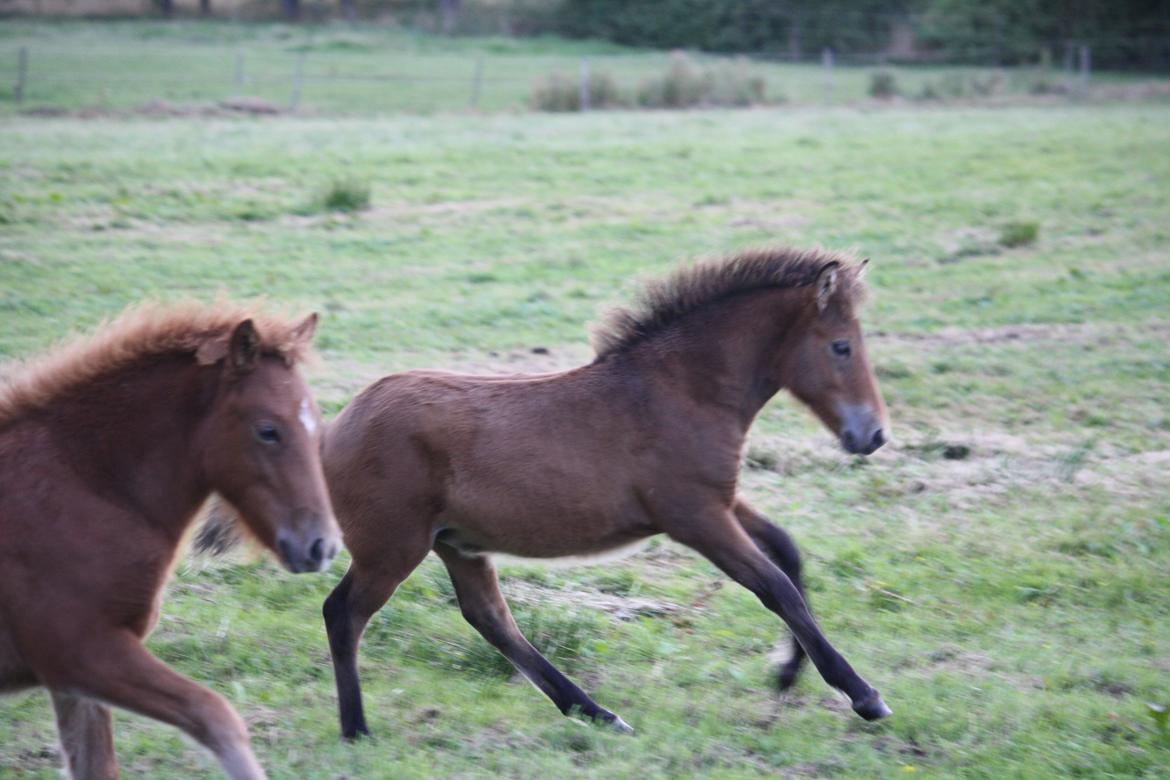 Islænder Sjúss fra Hvergi - 12 uger (3mdr) billede 8