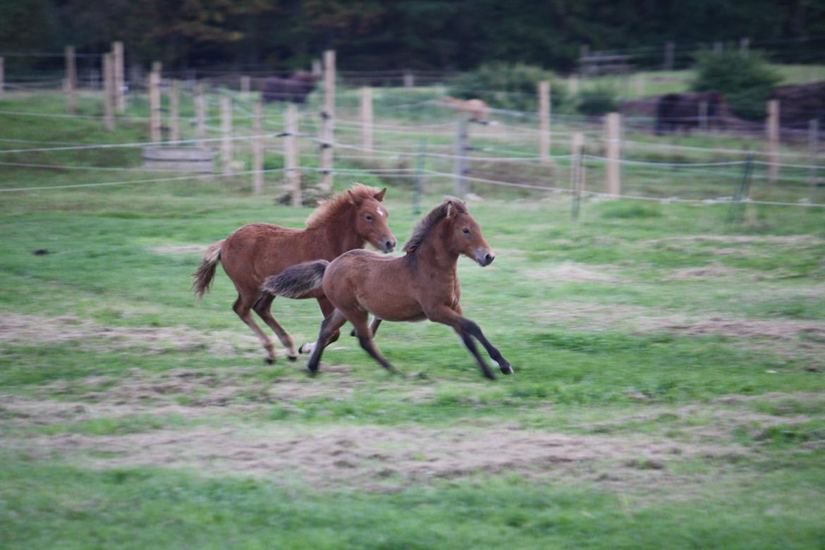 Islænder Sjúss fra Hvergi - 3 mdr billede 10