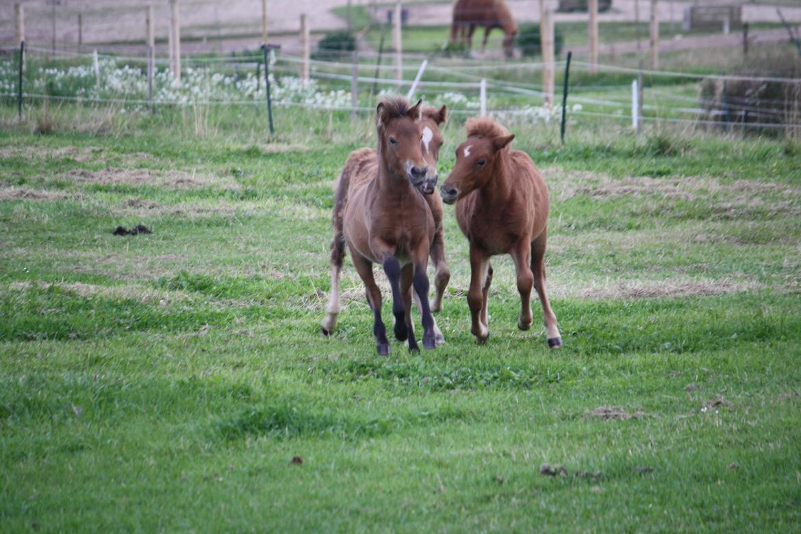 Islænder Sjúss fra Hvergi - 3 mdr billede 11