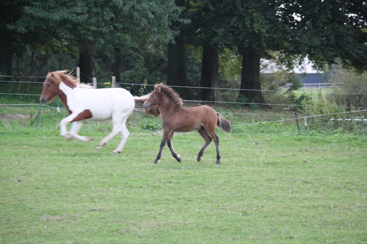 Islænder Sjúss fra Hvergi - 3 mdr, med 1-års legetante billede 12