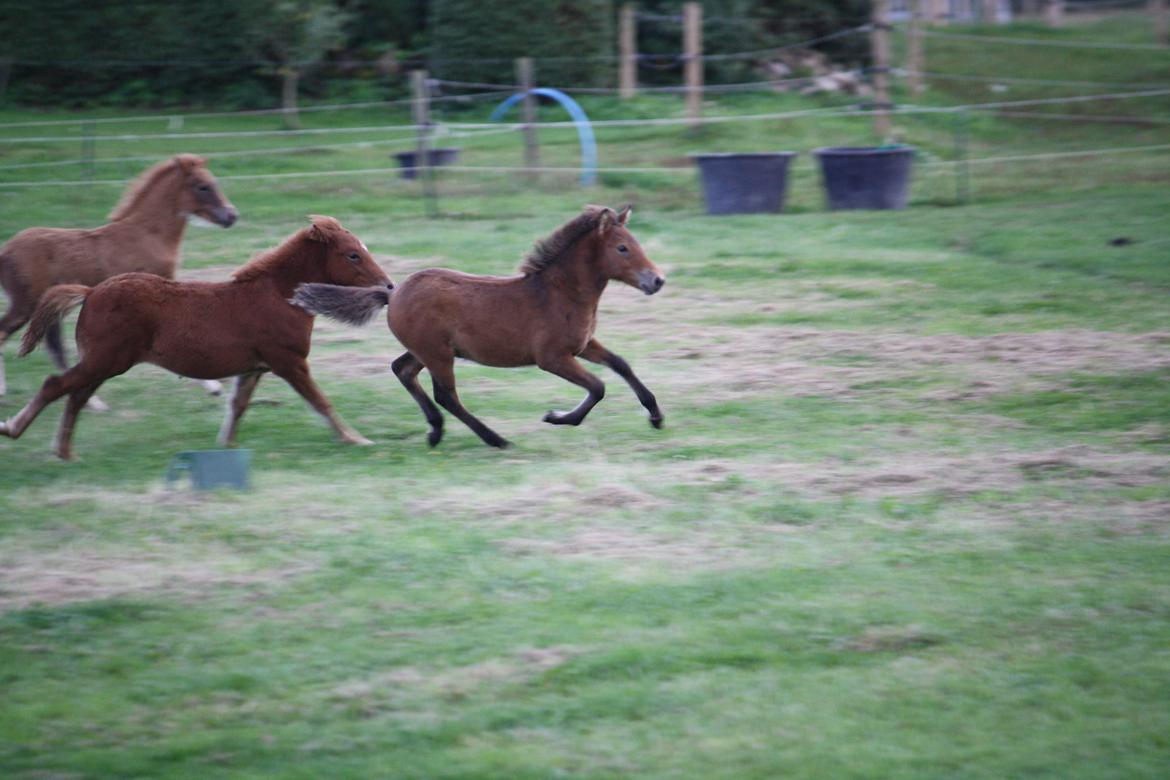 Islænder Sjúss fra Hvergi - 3 mdr billede 9
