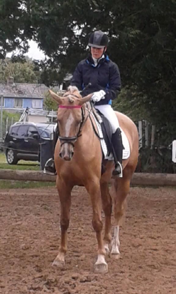 Palomino golden medina billede 1