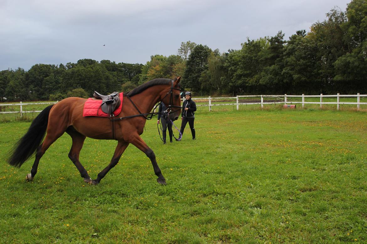 Dansk Varmblod Largo billede 3