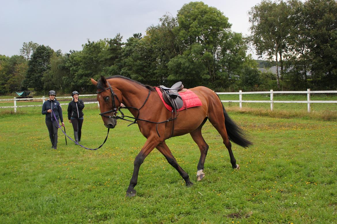 Dansk Varmblod Largo billede 4