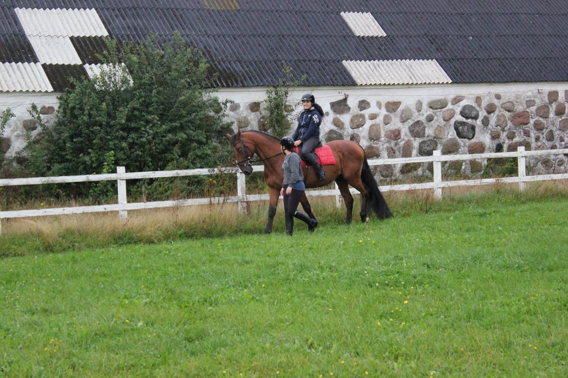 Dansk Varmblod Largo billede 20