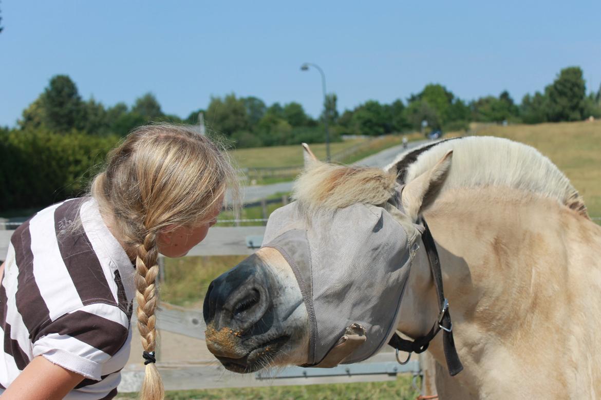 Fjordhest Højgaards Findus (Finne) - Vores årsdag! <3 l Juli 2014 l Mor billede 28