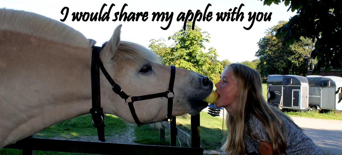 Fjordhest Højgaards Findus (Finne) - I would share my apple with you <3 l September 2014 l Claudia billede 30