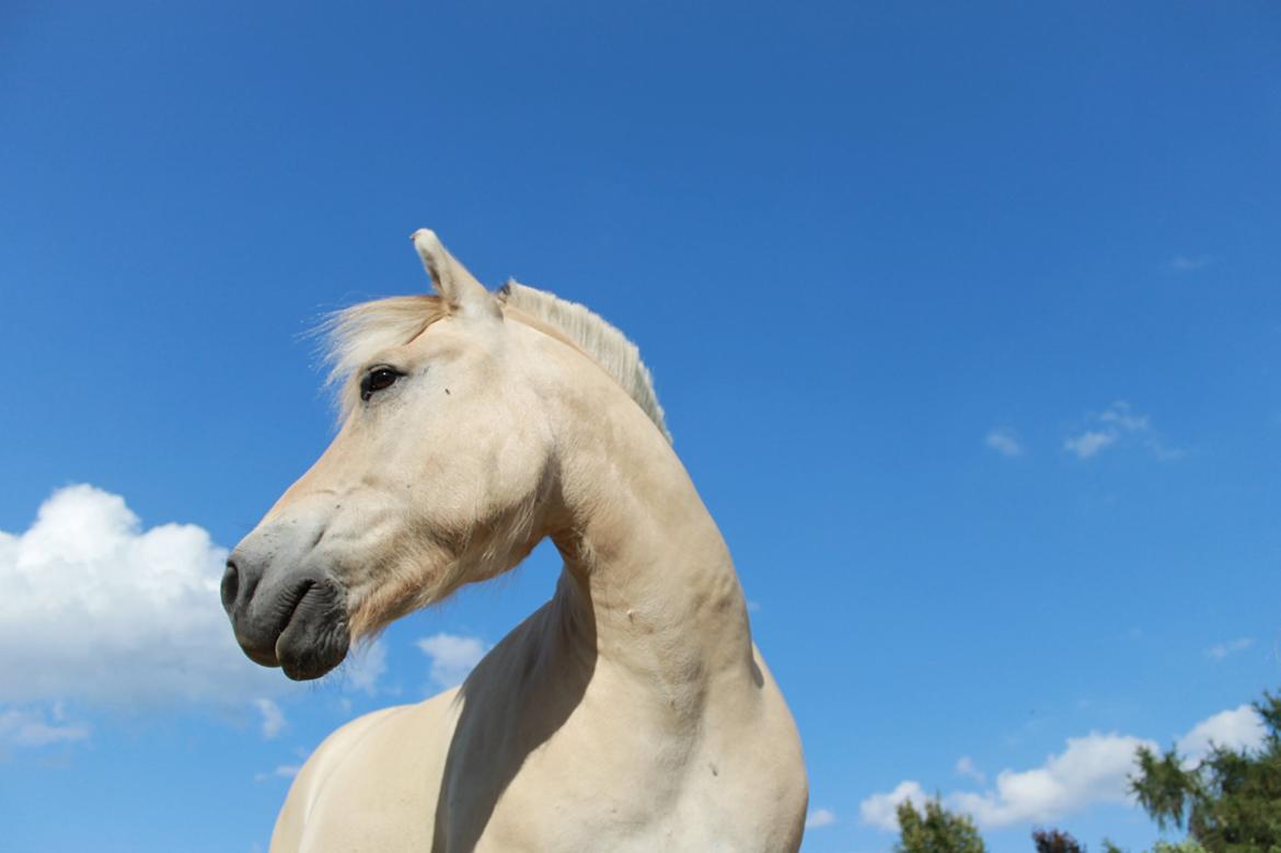 Fjordhest Højgaards Findus (Finne) - Love u skyhigh:* l August 2014 l Claudia billede 24